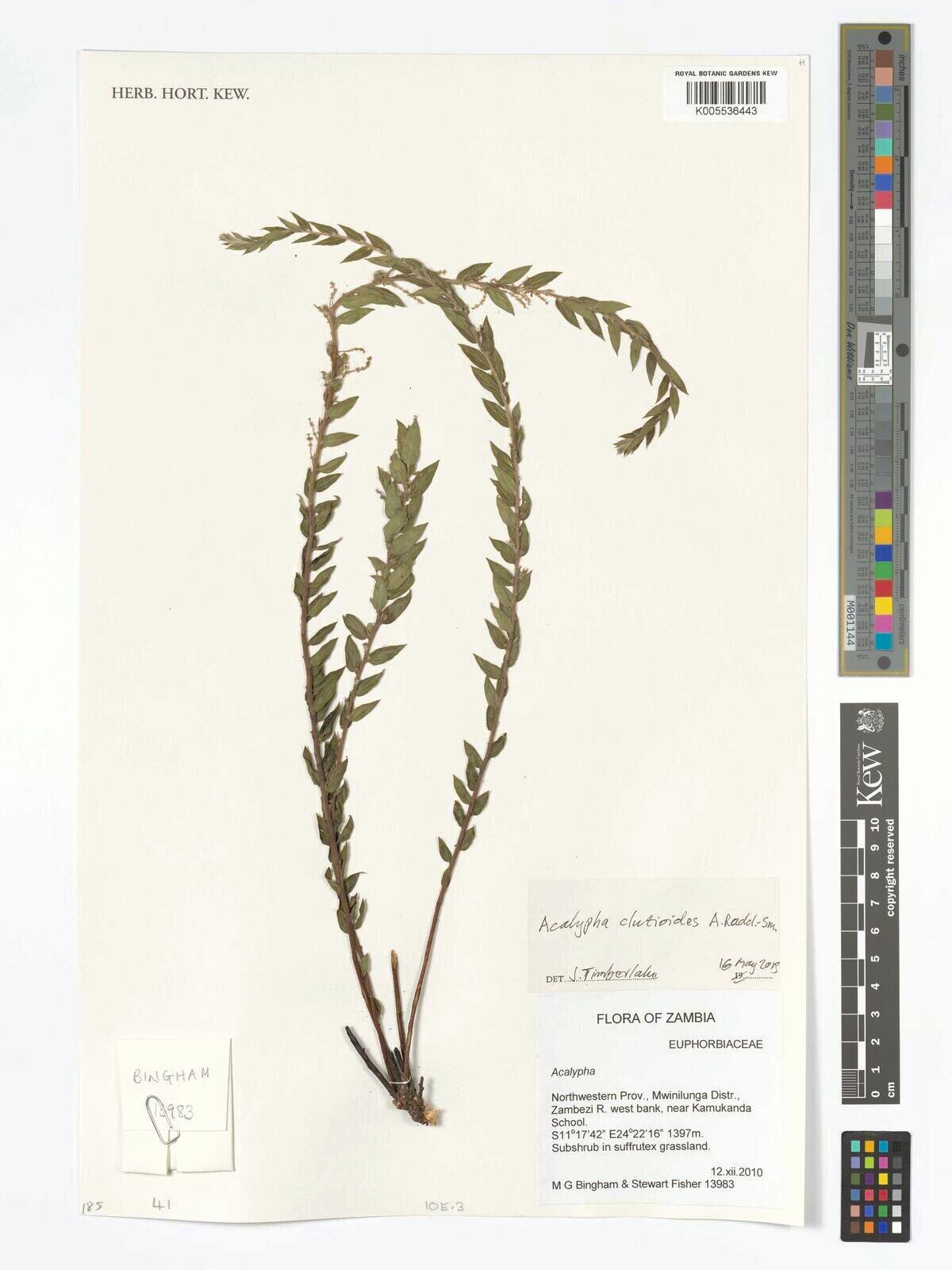 Acalypha clutioides — houseplant care guide