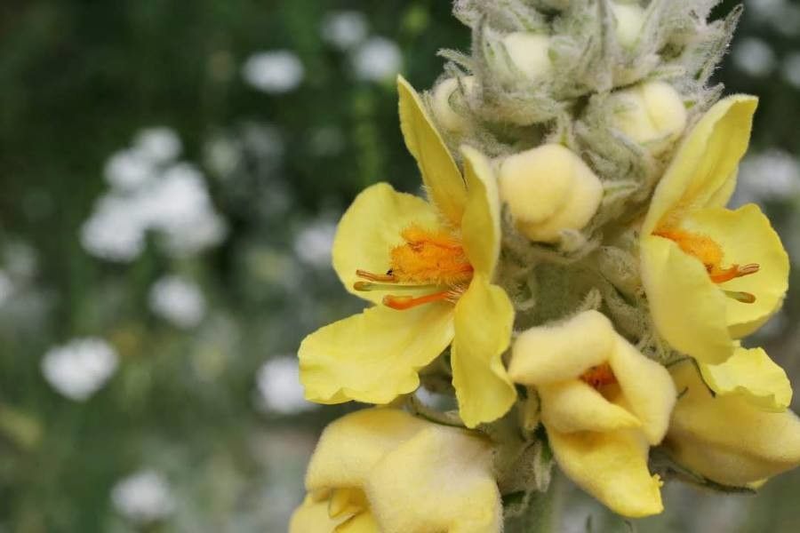 Verbascum ovalifolium flower