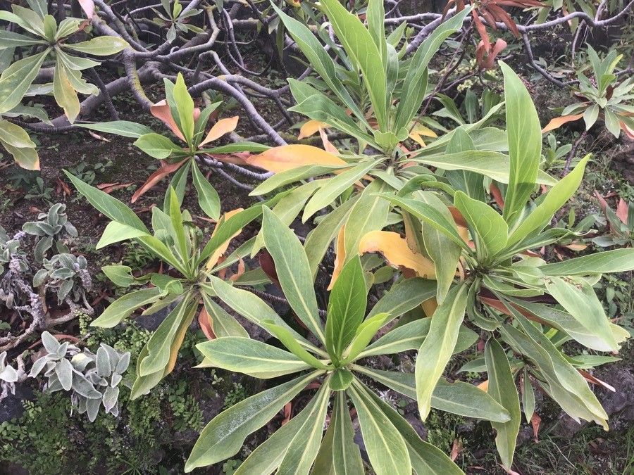 Limonium dendroides — houseplant care guide