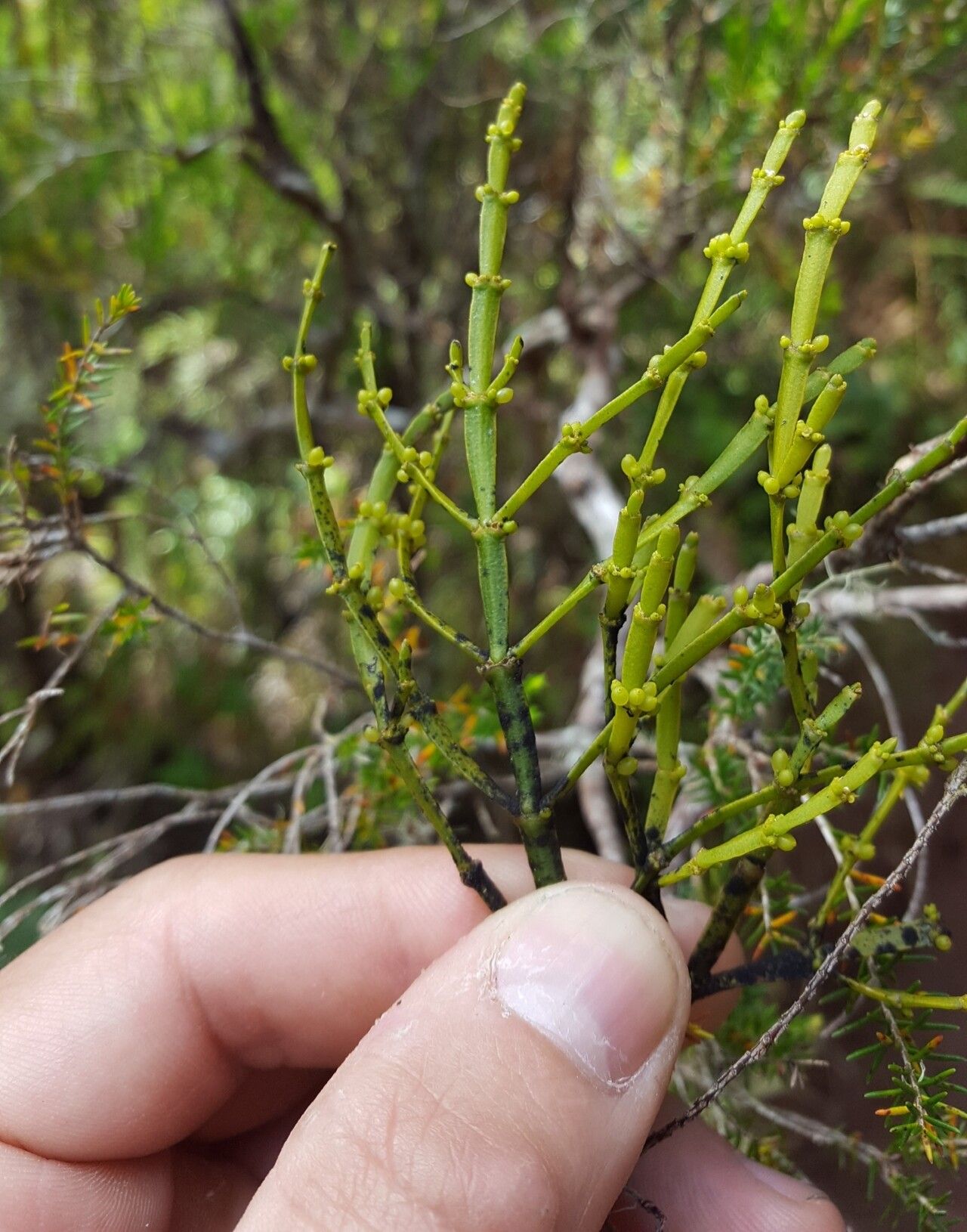 Korthalsella gaudichaudii — related species from the same genus
