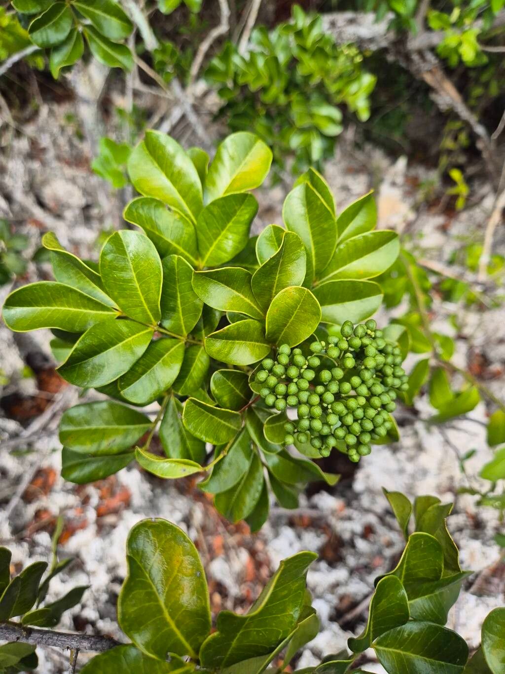 Zanthoxylum spinosum — houseplant care guide