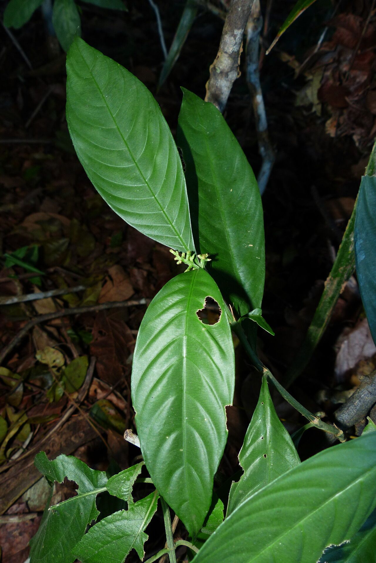 Palicourea racemosa — houseplant care guide