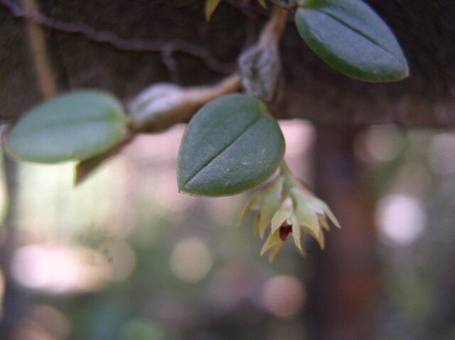 Bulbophyllum capituliflorum leaf