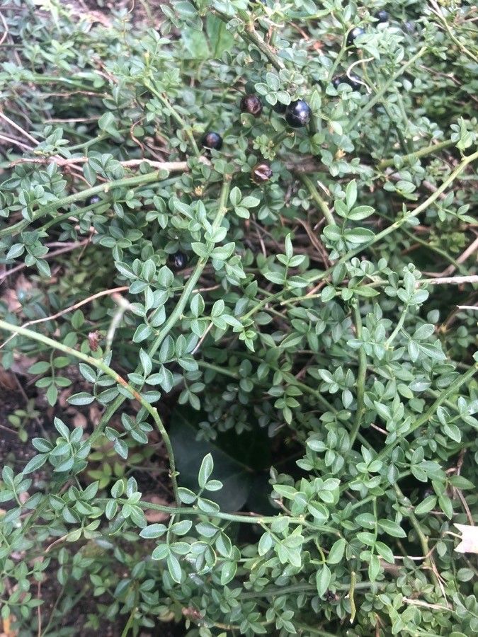 Jasminum parkeri — search result for 'Oleaceae'