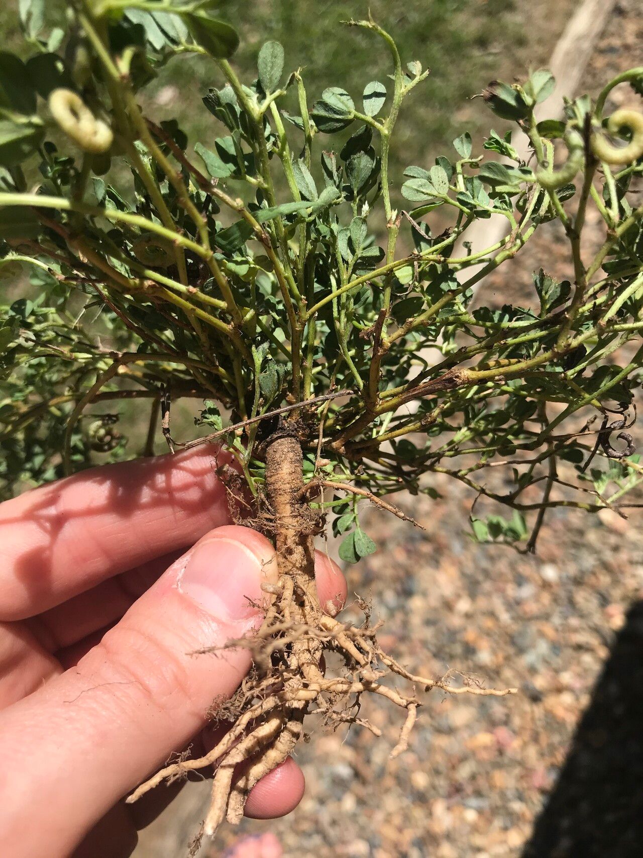 Indigofera circinella — houseplant care guide