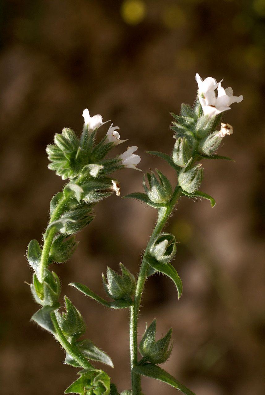 Anchusa atlantica other