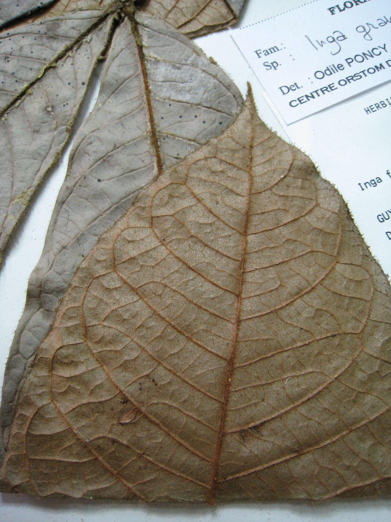 Inga lomatophylla other