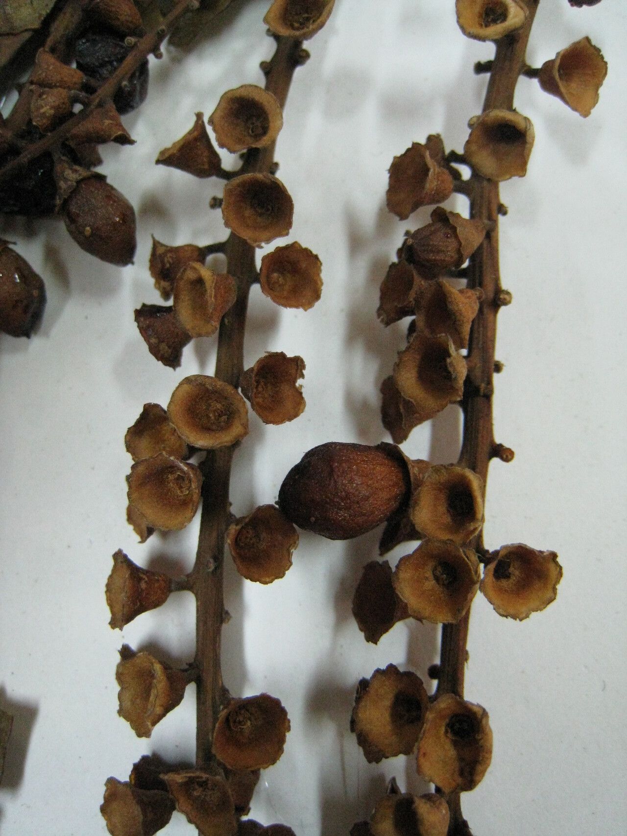 Citharexylum macrophyllum — houseplant care guide