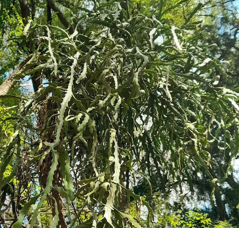 Euphorbia ramipressa — houseplant care guide