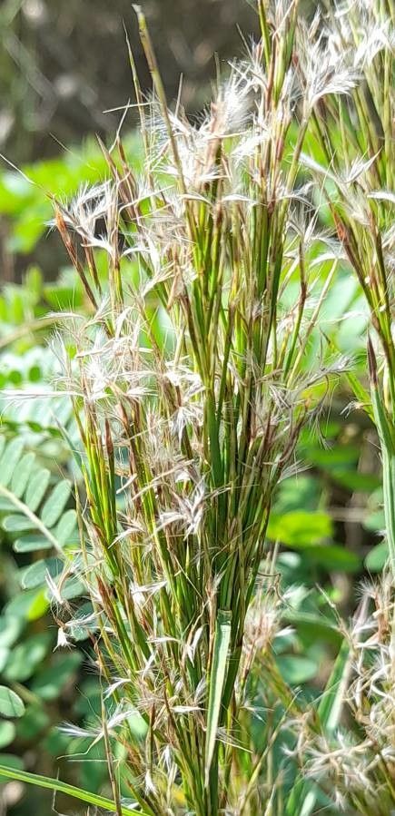 Andropogon microstachys — search result for 'Andropogon'