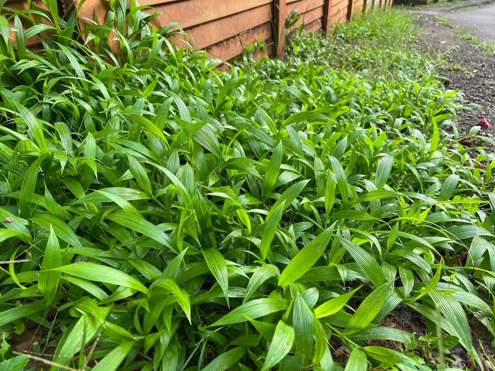 Setaria homonyma — houseplant care guide