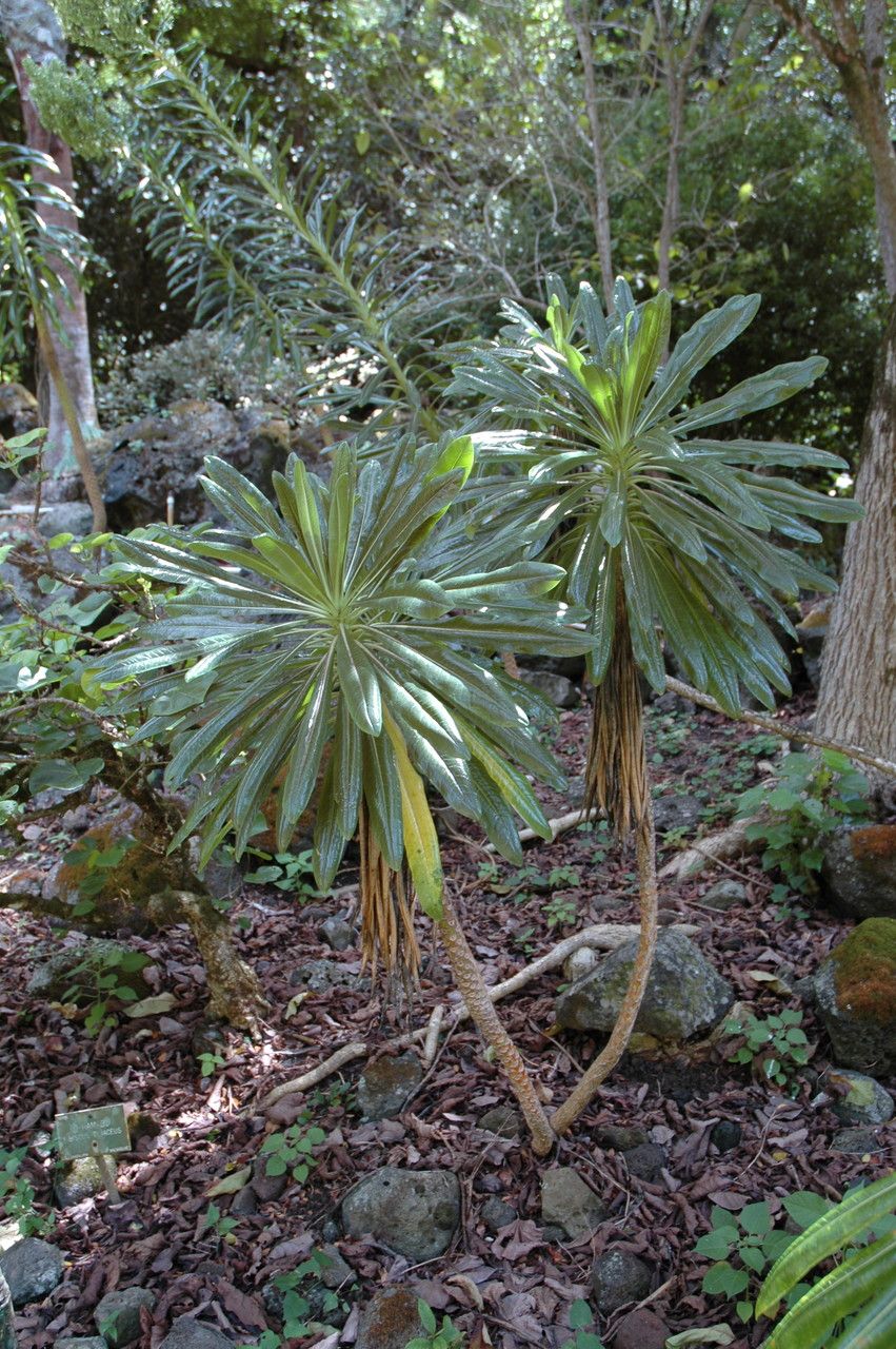 Lobelia boninensis habit
