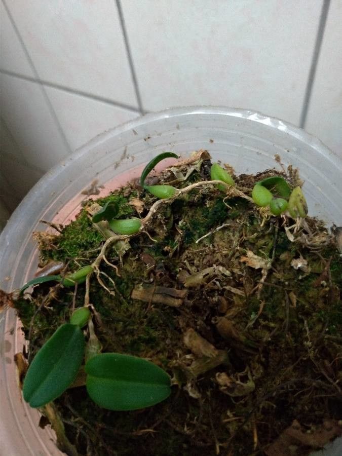 Bulbophyllum ngoyense leaf