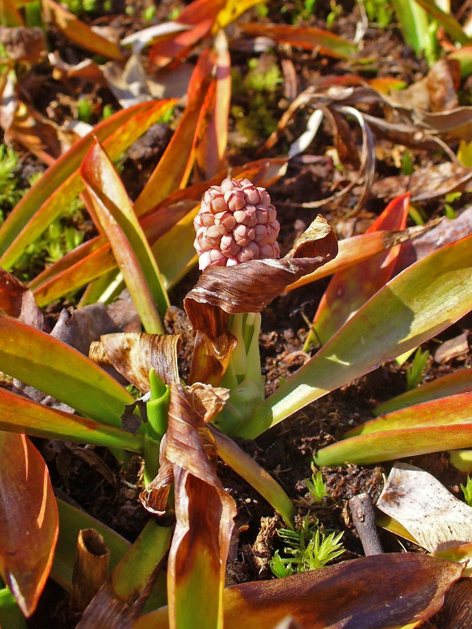 Helonias bullata habit