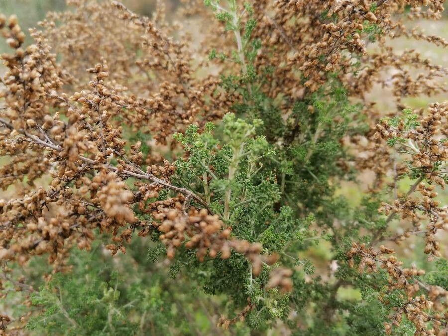 Artemisia herba-alba fruit