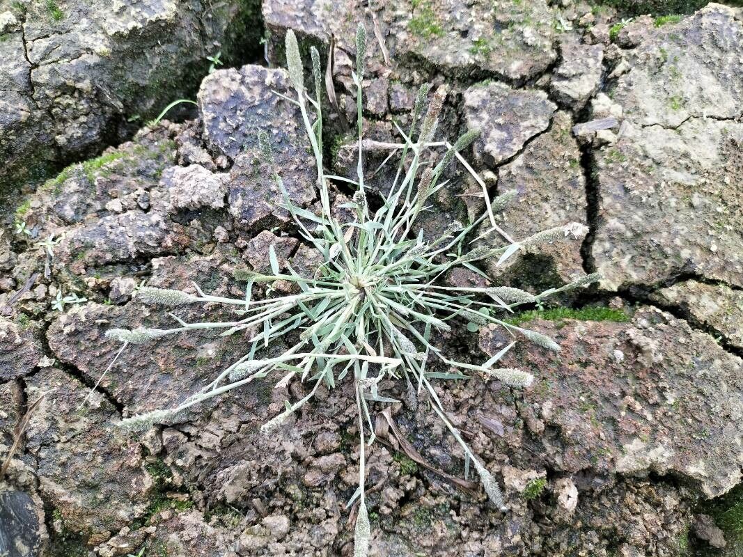 Crypsis alopecuroides — related species from the same genus