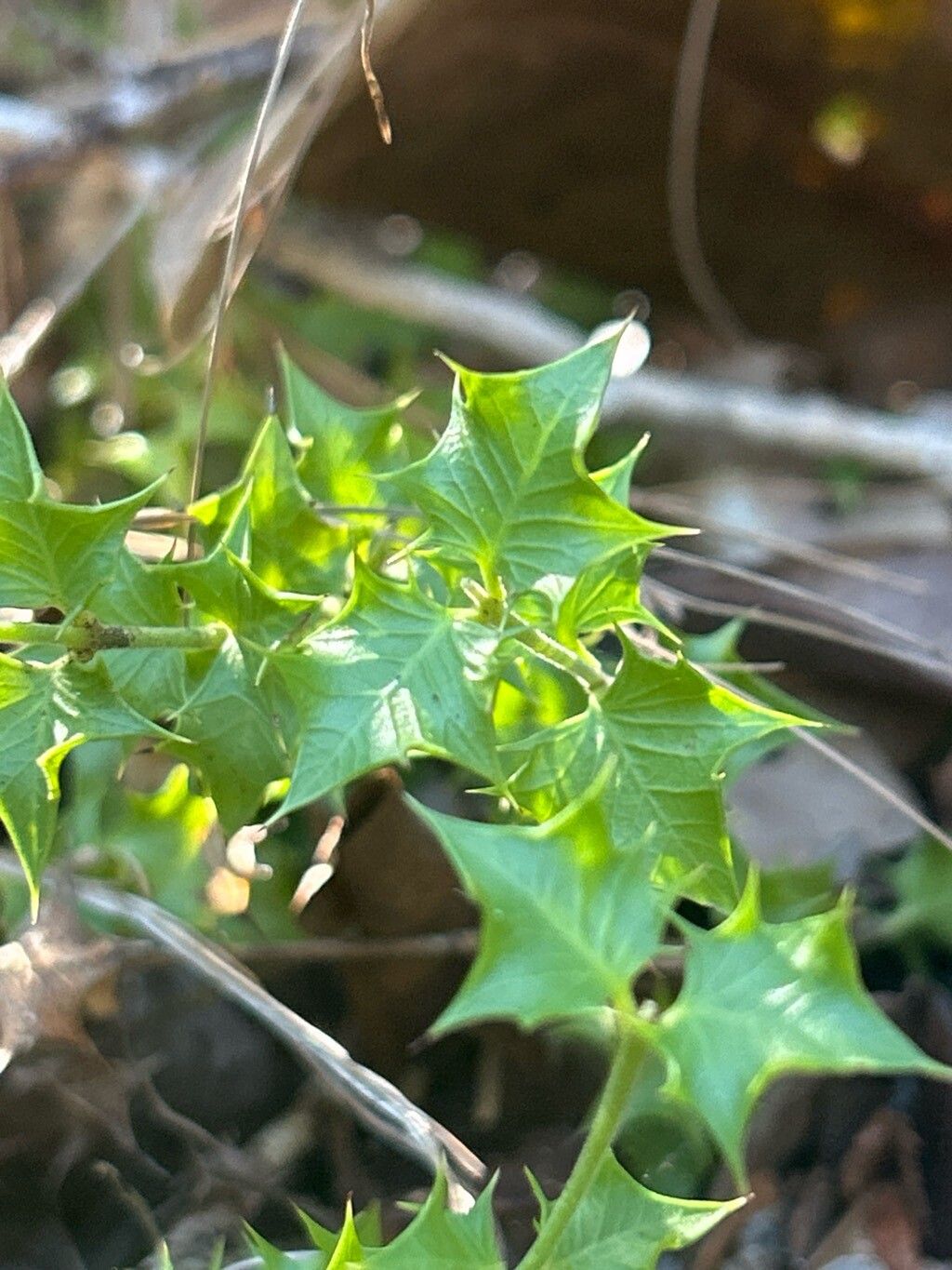 Crossopetalum aquifolium — related species from the same genus