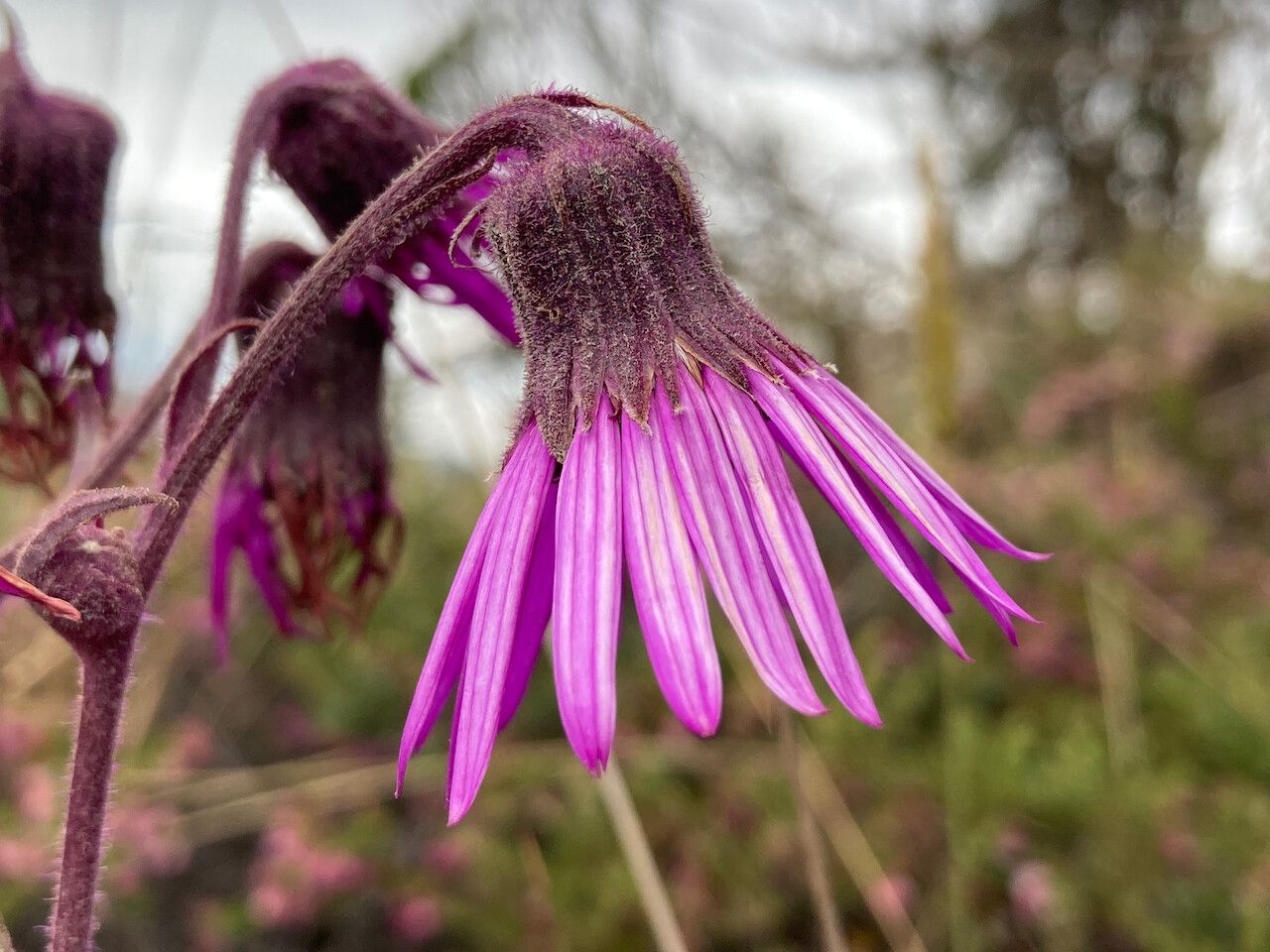 Senecio wedglacialis flower