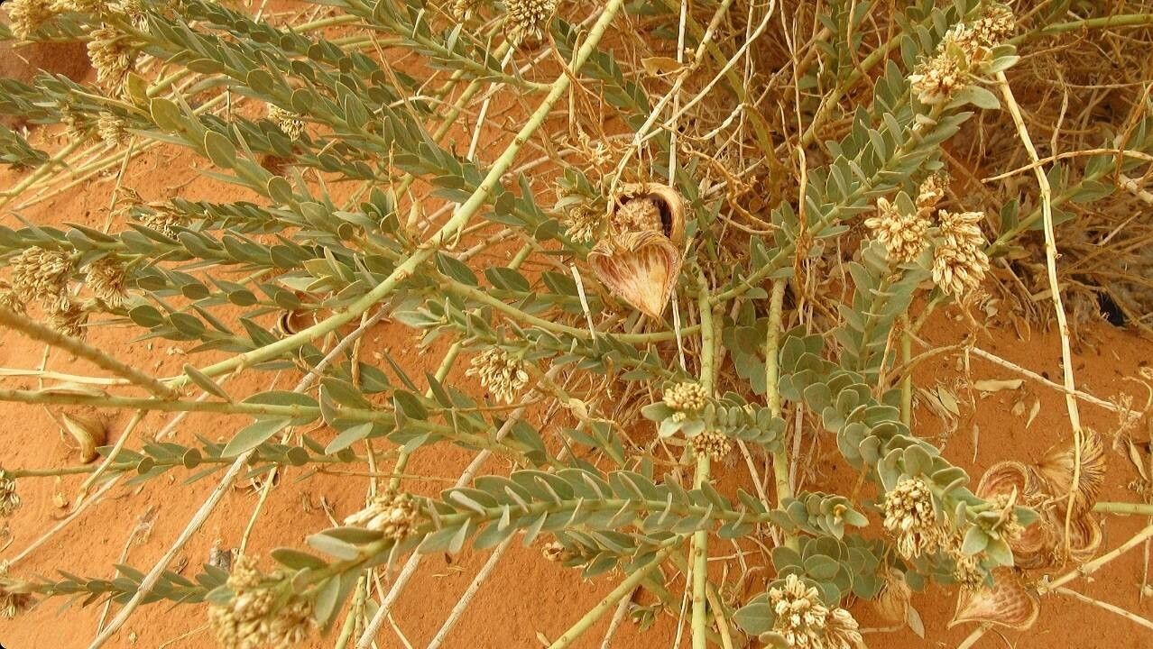 Solenostemma arghel — related species from the same genus