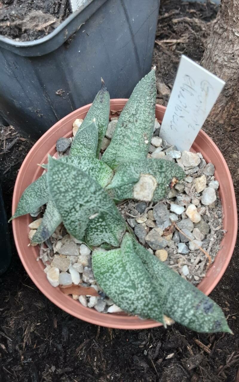 Gasteria ellaphieae — houseplant care guide