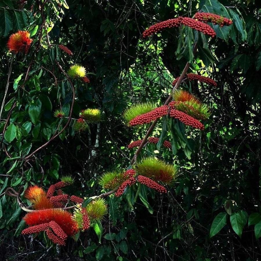 Combretum rotundifolium fruit