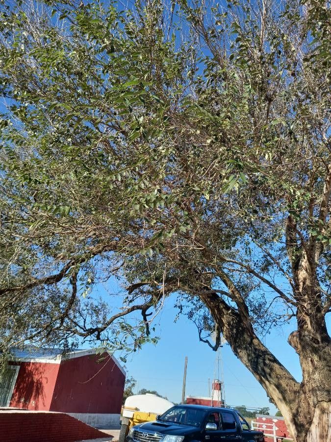 Senegalia nigrescens leaf