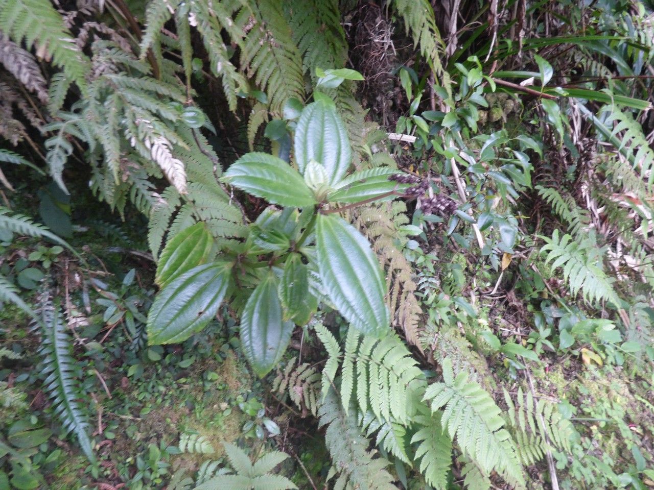 Pilea umbellata habit