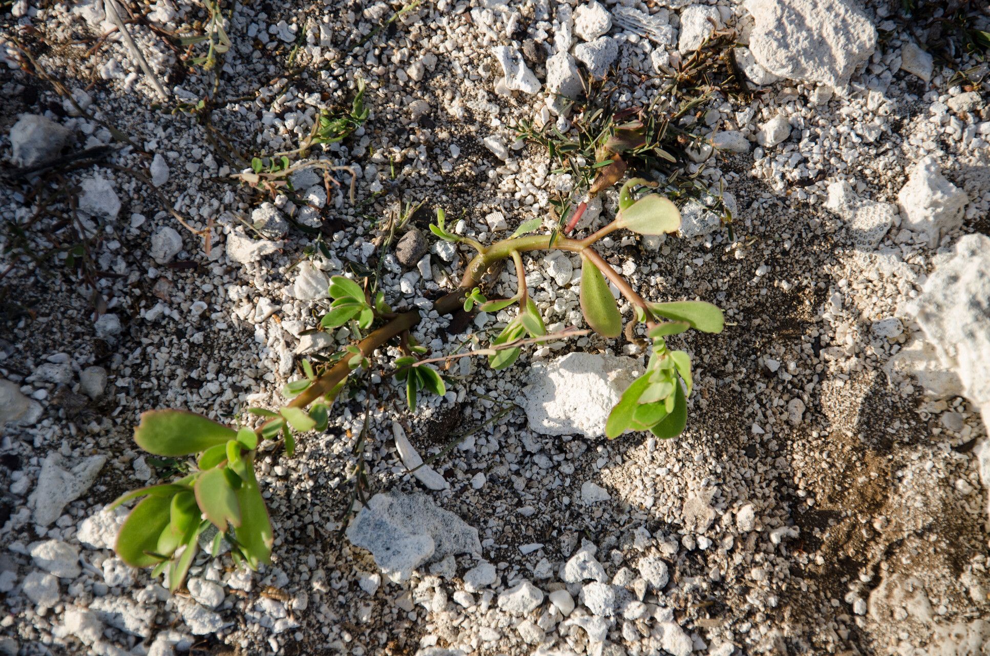 Portulaca granulatostellulata habit
