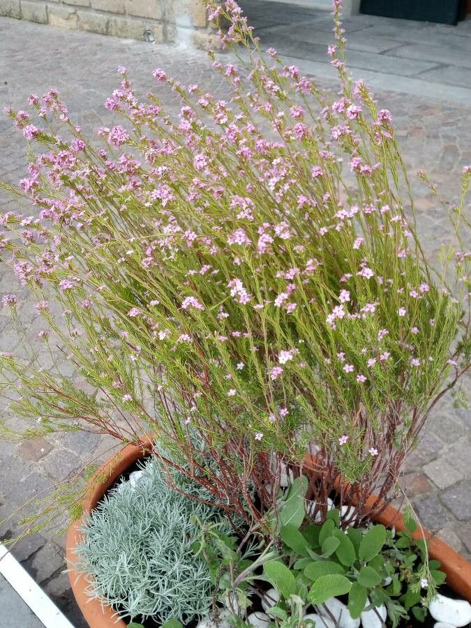 Coleonema pulchrum habit