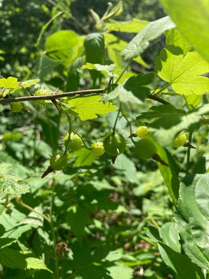 Ribes cynosbati fruit