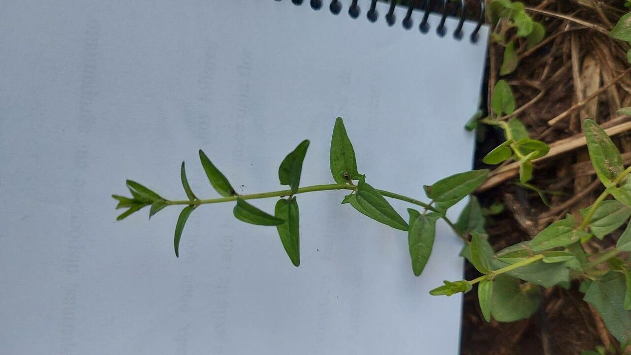 Scutellaria racemosa — houseplant care guide