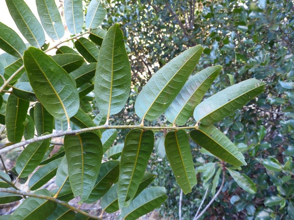 Cupaniopsis oedipoda — search result for 'Cupaniopsis'