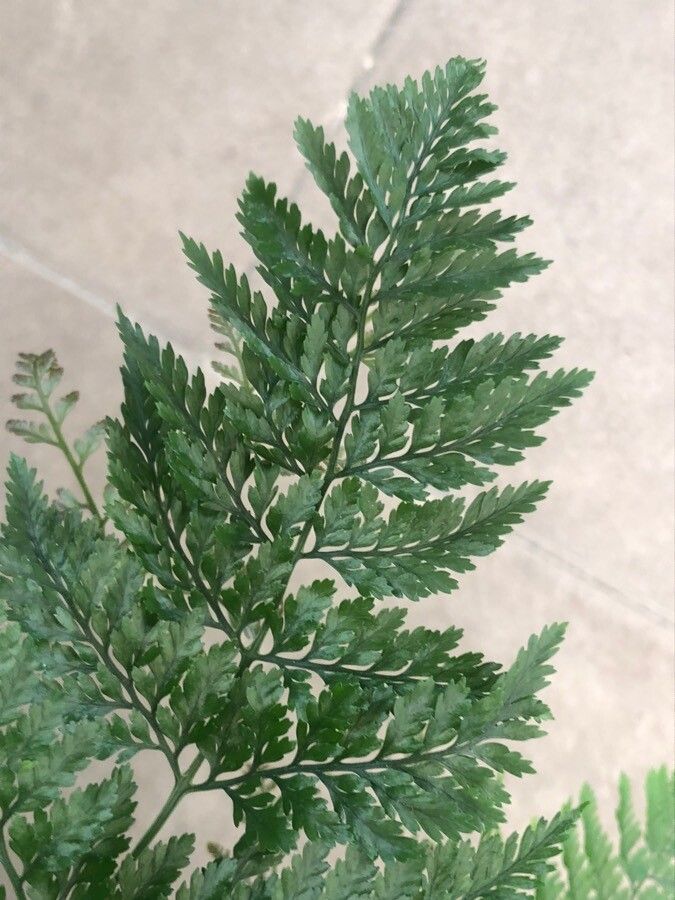 Davallia mariesii leaf