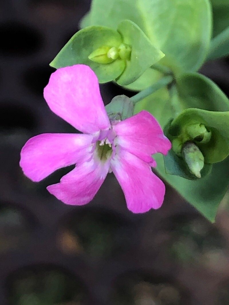 Silene glaucifolia flower