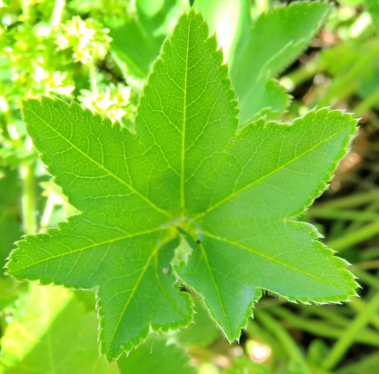 Alchemilla languida — houseplant care guide