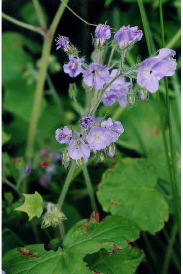 Hydrophyllum appendiculatum habit