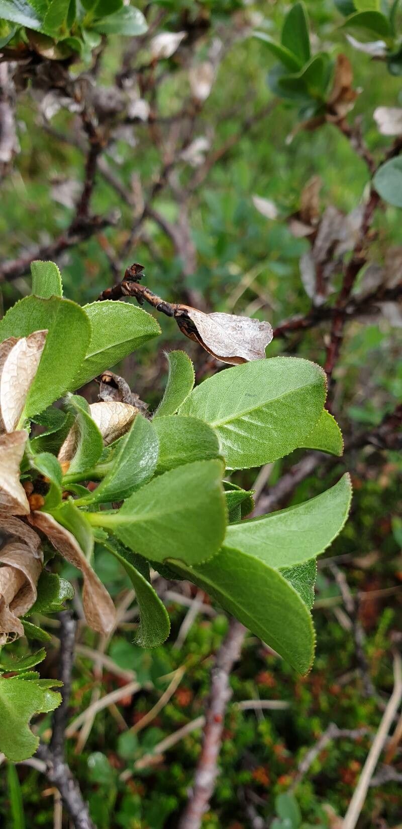 Salix myrsinites leaf