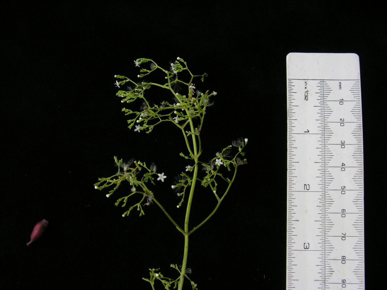 Valeriana jatamansi other