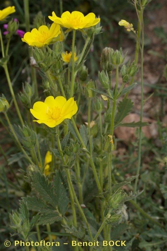 Potentilla hispanica other