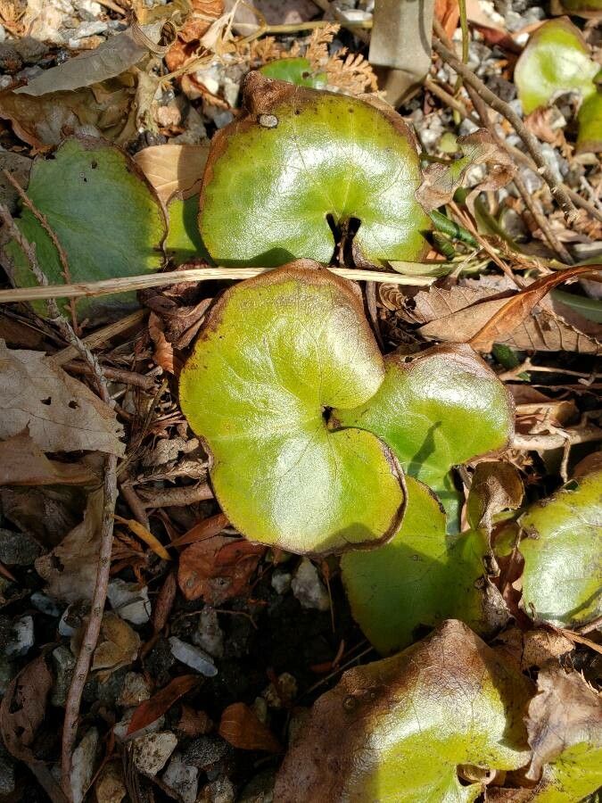 Halerpestes cymbalaria — search result for 'Cymbalaria'