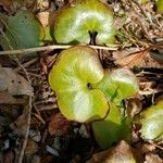 Halerpestes cymbalaria