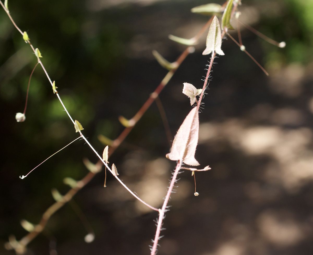 Kickxia cirrhosa habit