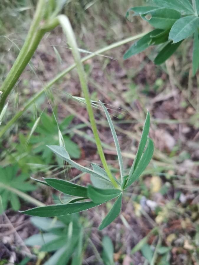 Lupinus perennis leaf
