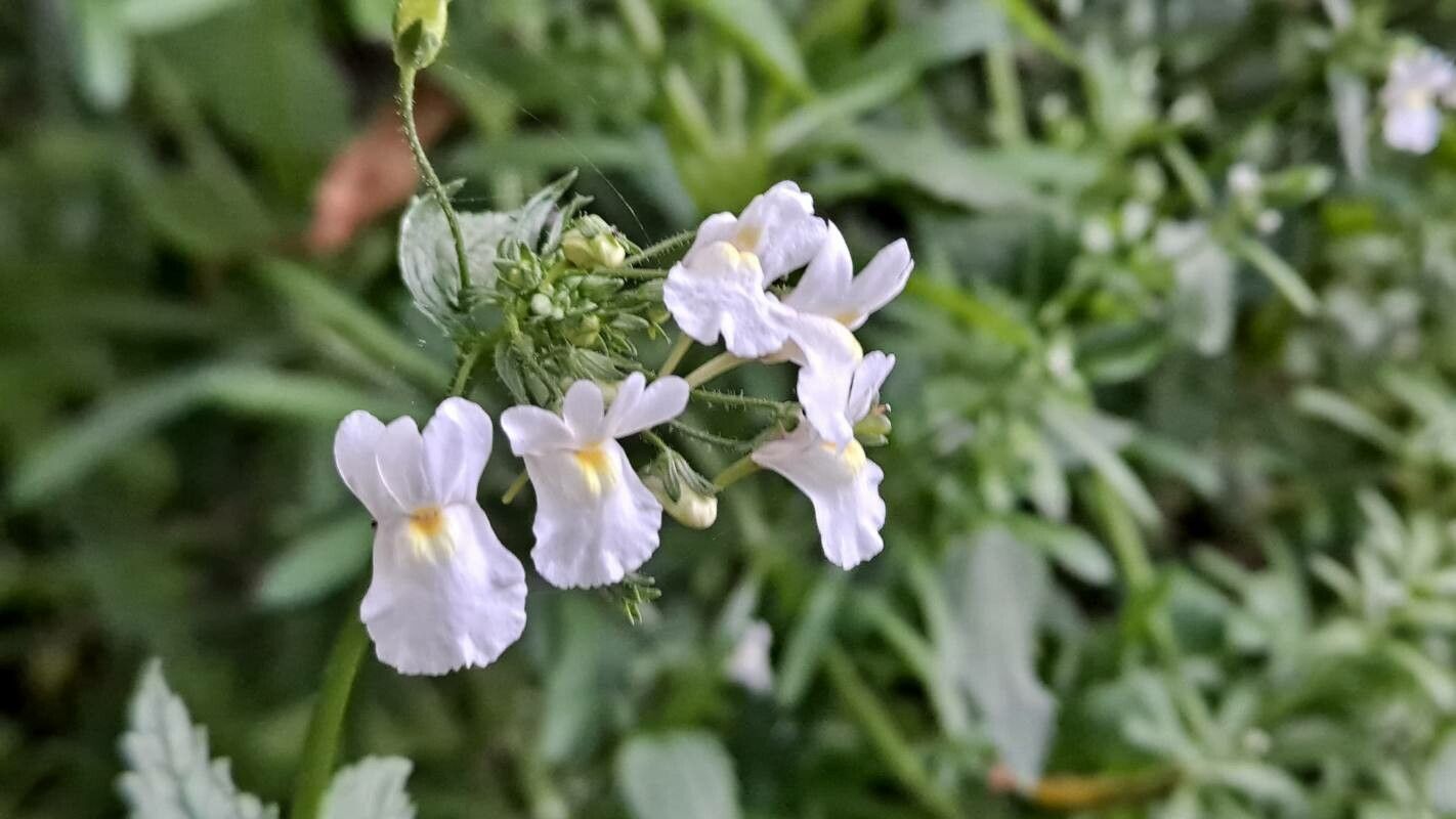 Nemesia denticulata flower