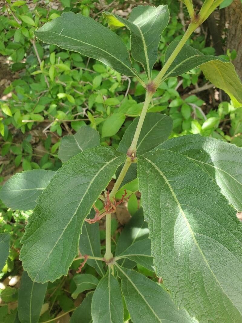 Cyphostemma crotalarioides leaf