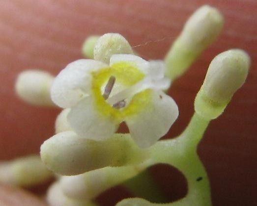 Psychotria acuminata flower