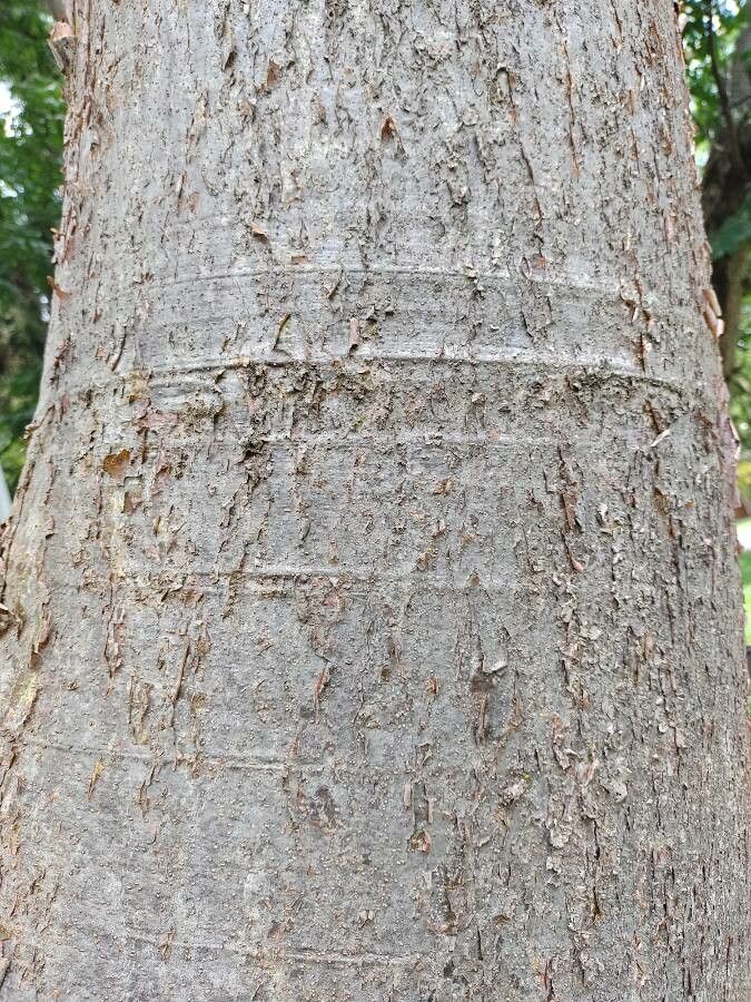 Amburana cearensis bark