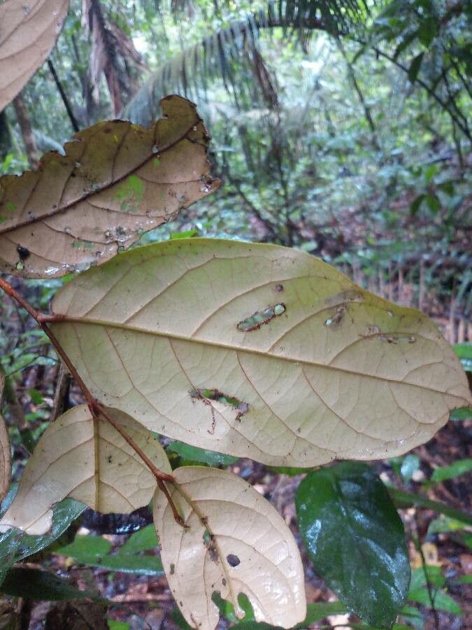 Licania ovalifolia — houseplant care guide