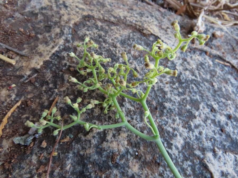 Cyphostemma digitatum flower
