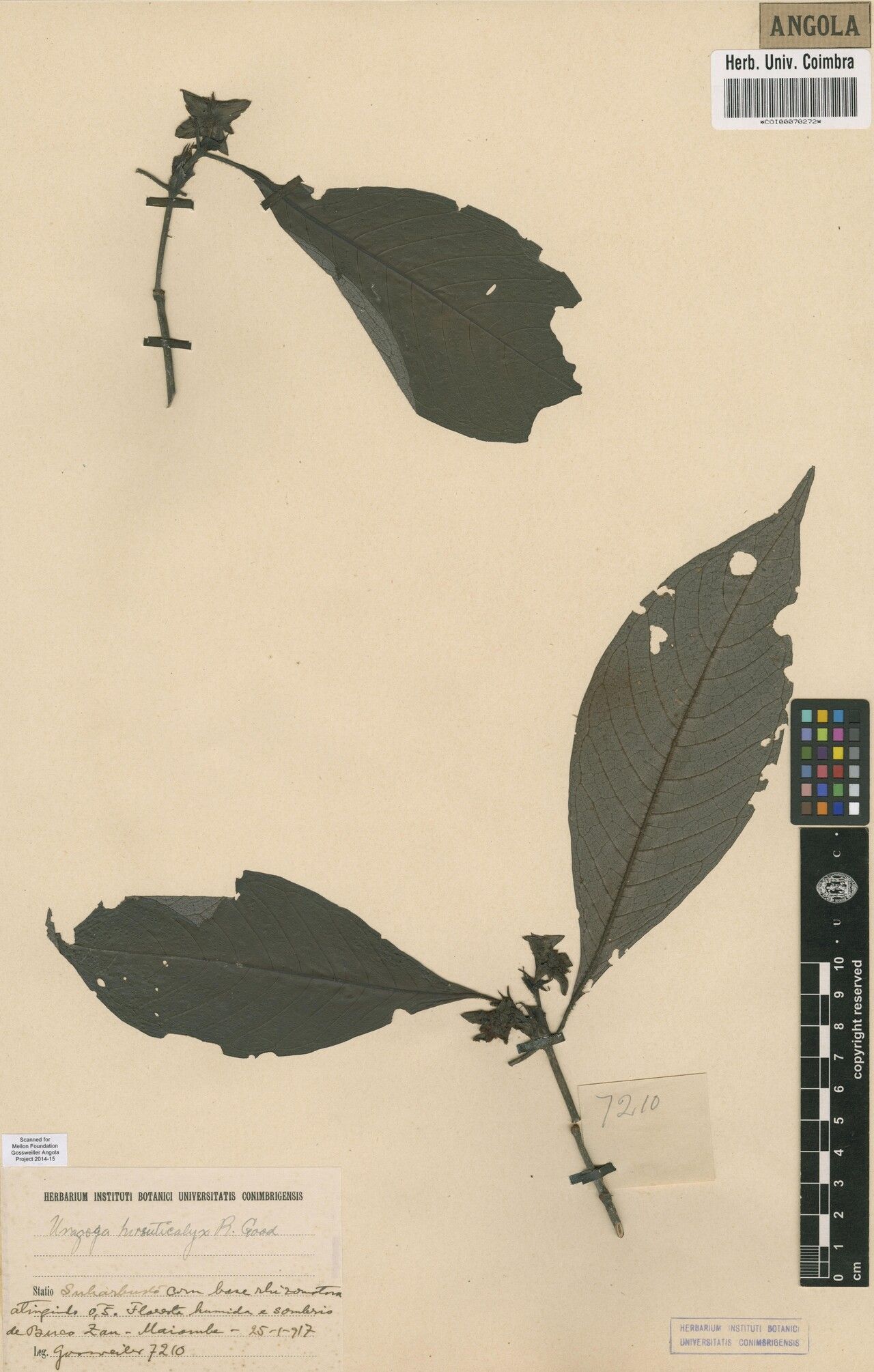 Psychotria hirsuticalyx — houseplant care guide